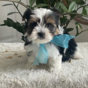 Bella – Adorable Teacup Biewer Yorkie Puppy