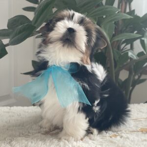 Bella – Adorable Teacup Biewer Yorkie Puppy
