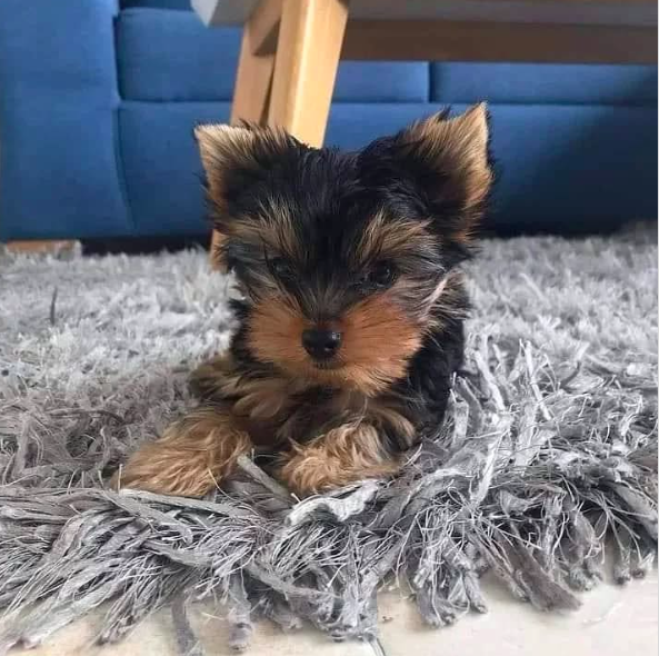 Claire – Sweet Teacup Yorkie Puppy Claire – Sweet Teacup Yorkie Puppy