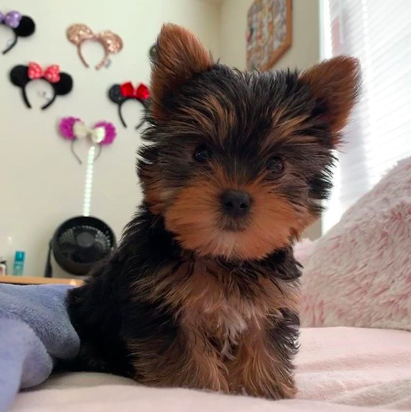 Claire – Sweet Teacup Yorkie Puppy Claire – Sweet Teacup Yorkie Puppy