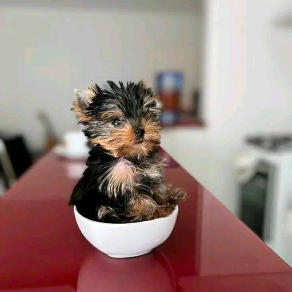 Claire – Sweet Teacup Yorkie Puppy Claire – Sweet Teacup Yorkie Puppy