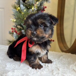 Copper – Energetic Teacup Yorkie Puppy Copper – Energetic Teacup Yorkie Puppy