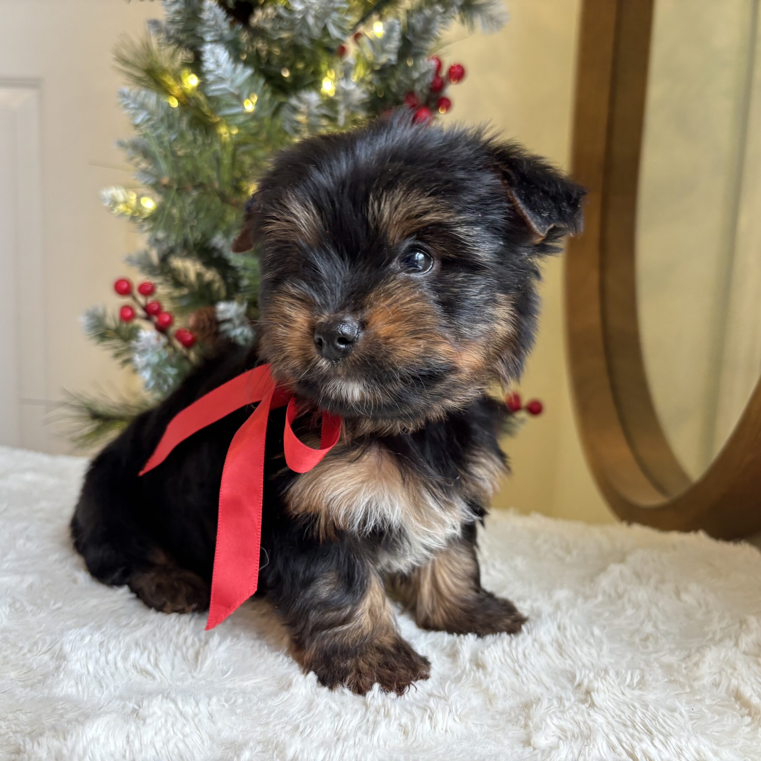 Copper – Energetic Teacup Yorkie Puppy Copper – Energetic Teacup Yorkie Puppy