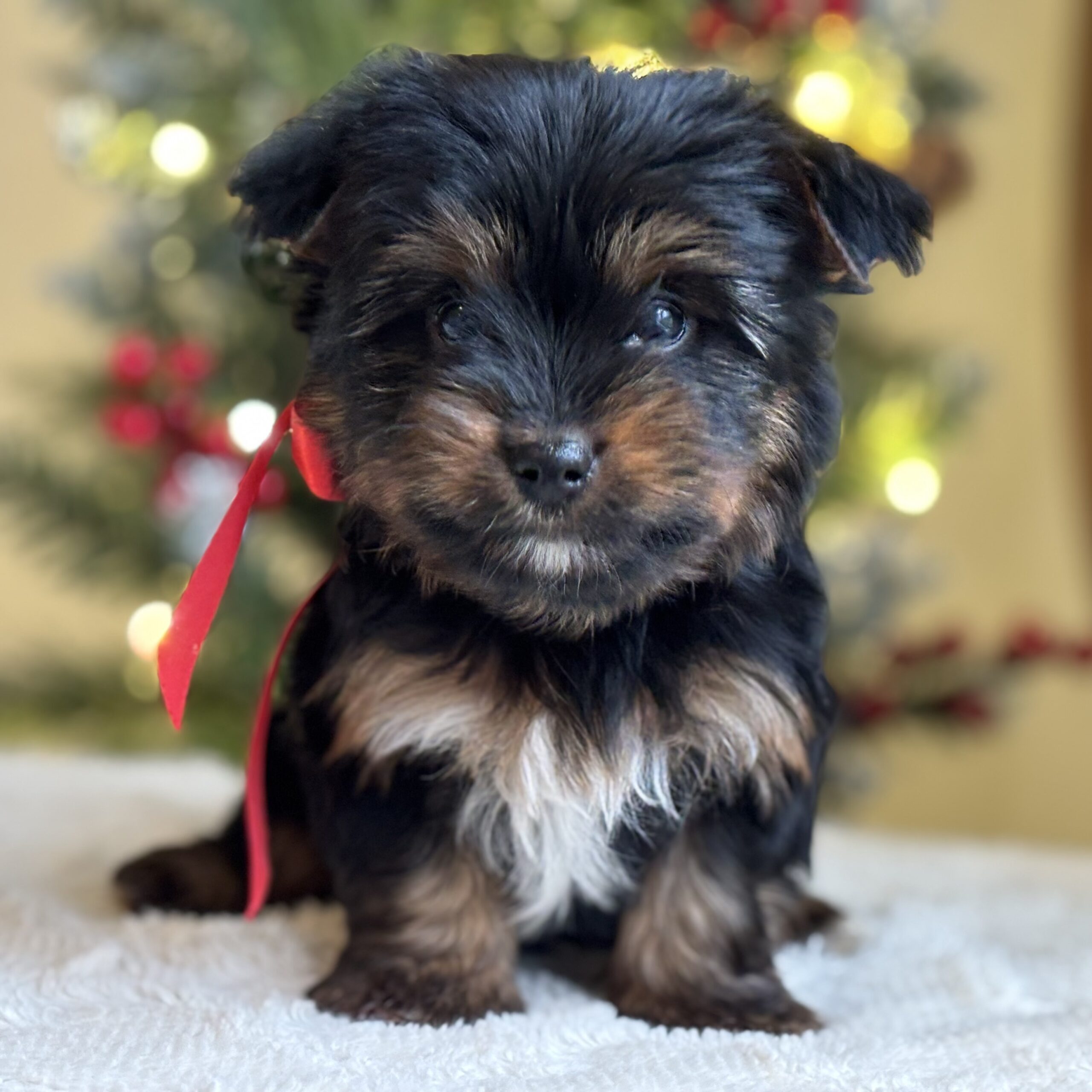 Copper – Energetic Teacup Yorkie Puppy Copper – Energetic Teacup Yorkie Puppy