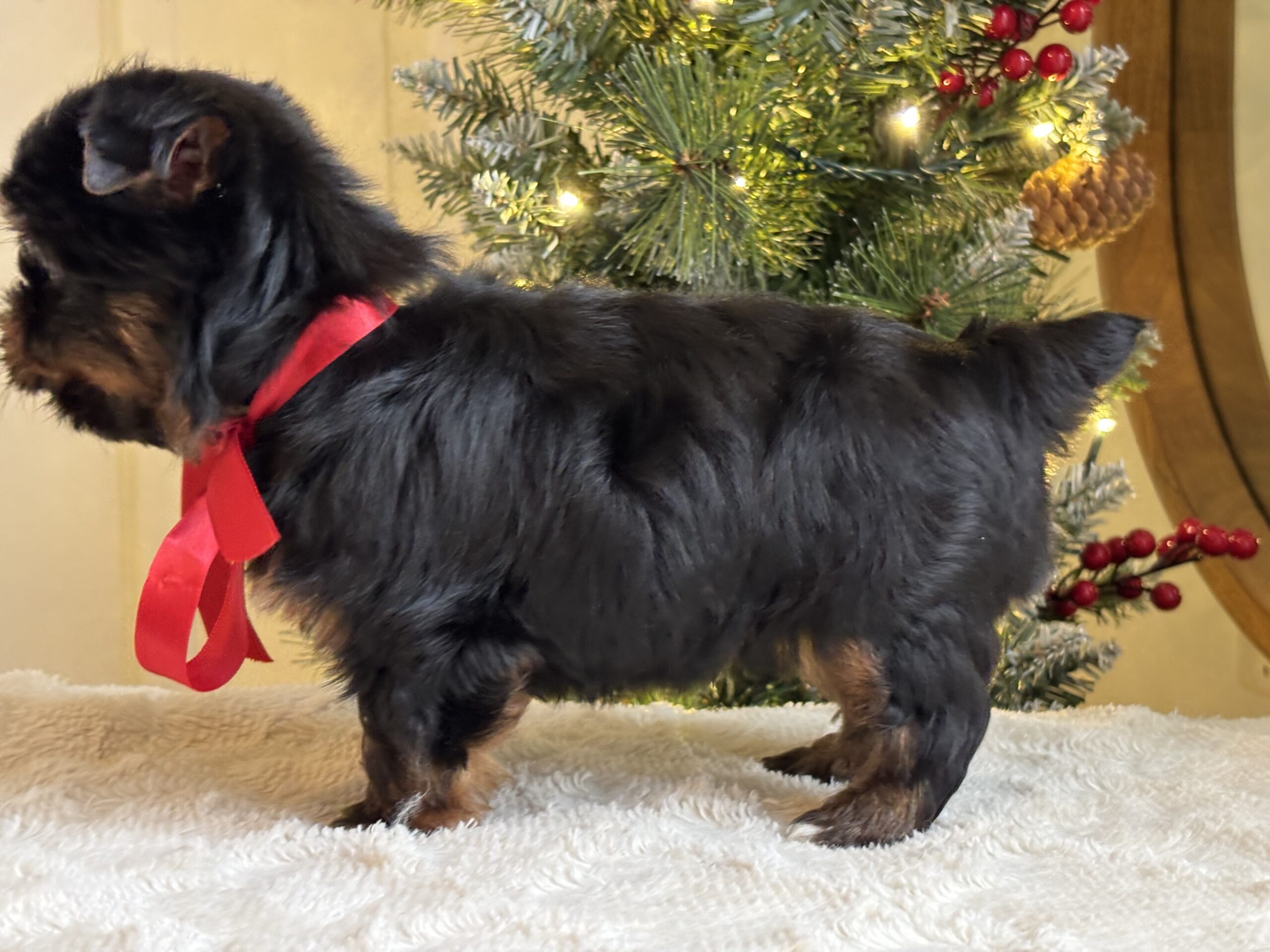 Copper – Energetic Teacup Yorkie Puppy Copper – Energetic Teacup Yorkie Puppy