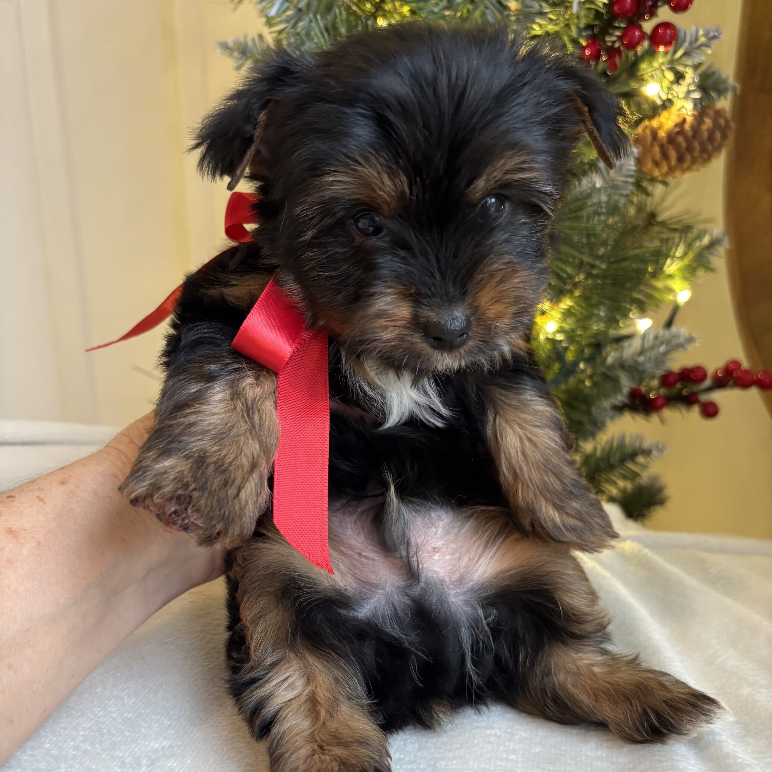 Copper – Energetic Teacup Yorkie Puppy Copper – Energetic Teacup Yorkie Puppy