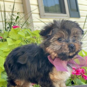 Dude – Friendly Teacup Yorkie Puppy