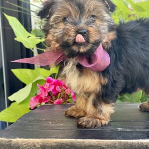 Dude – Friendly Teacup Yorkie Puppy