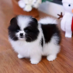 Teacup pomeranian puppy