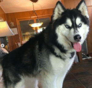 siberian husky puppy