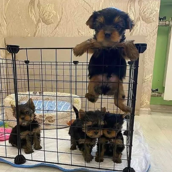 yorkie puppies for sale