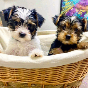 yorkie puppies