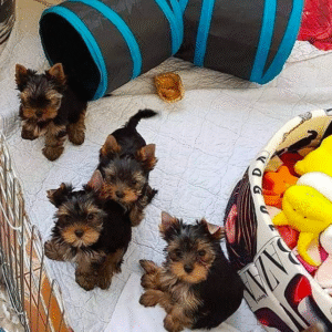 yorkie puppies