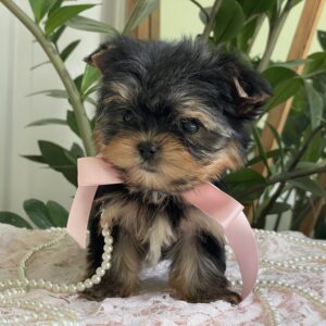 Adorable Sophia – Teacup Yorkie Puppy