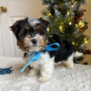Teddy – Playful Teacup Yorkie Puppy