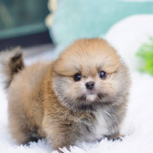 Ann – Sweet Teacup Pomeranian Puppy
