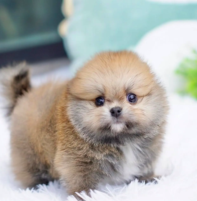 Ann – Sweet Teacup Pomeranian Puppy Ann – Sweet Teacup Pomeranian Puppy