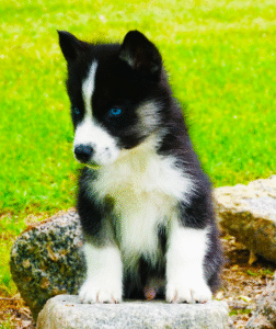 Ann- Siberian Husky puppy – Gentle Soul