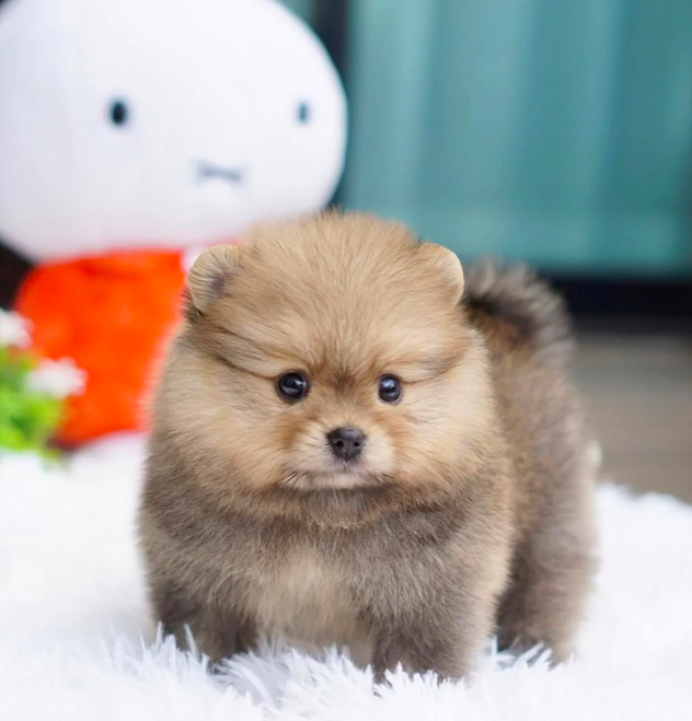 Ann – Sweet Teacup Pomeranian Puppy Ann – Sweet Teacup Pomeranian Puppy