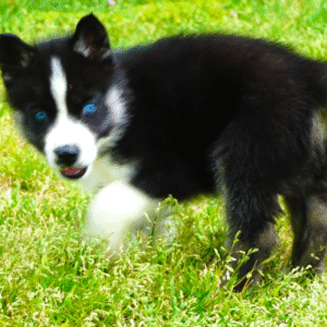 Ann- Siberian Husky puppy – Gentle Soul