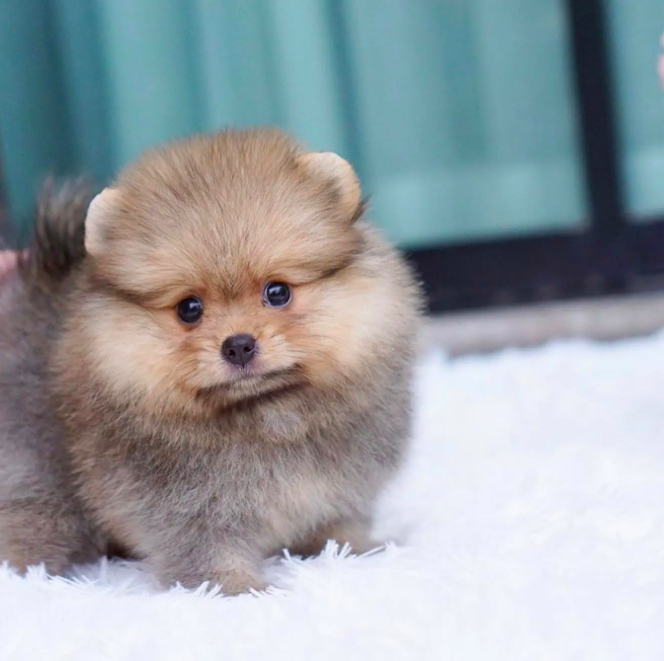 Ann – Sweet Teacup Pomeranian Puppy Ann – Sweet Teacup Pomeranian Puppy