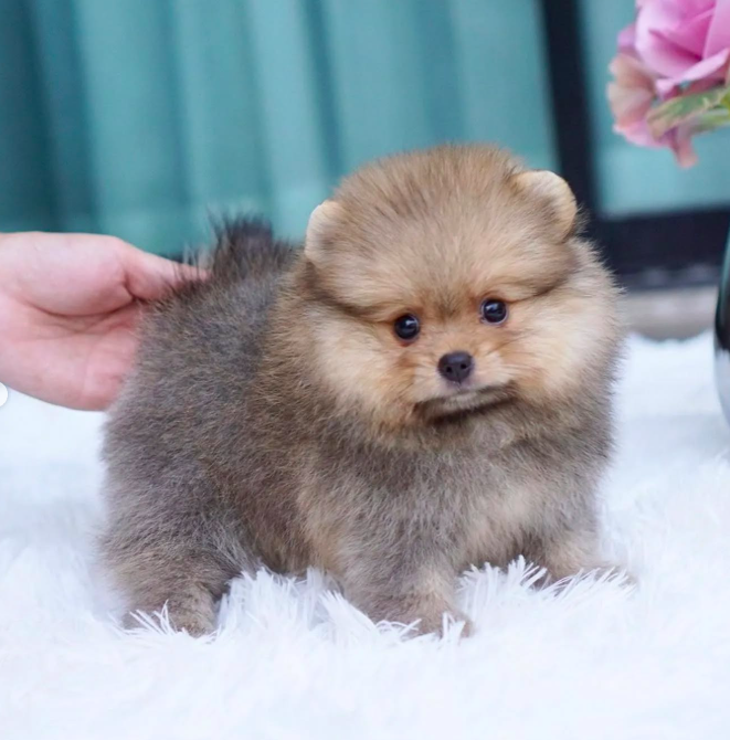 Ann – Sweet Teacup Pomeranian Puppy Ann – Sweet Teacup Pomeranian Puppy