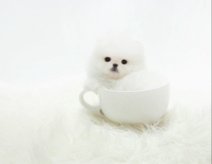 Bella – Adorable Teacup Pomeranian Puppy Bella – Adorable Teacup Pomeranian Puppy