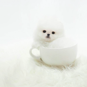 Bella – Adorable Teacup Pomeranian Puppy
