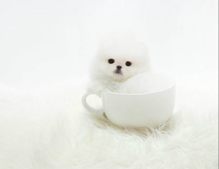 Bella – Adorable Teacup Pomeranian Puppy Bella – Adorable Teacup Pomeranian Puppy
