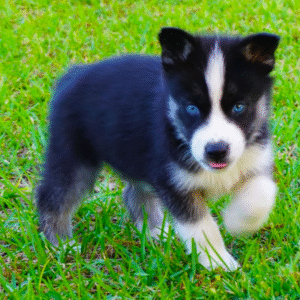 Bella - siberian husky puppy Blue-Eyed