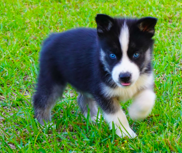 Bella - siberian husky puppy Blue-Eyed Bella - siberian husky puppy Blue-Eyed