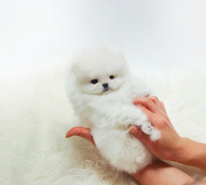 Bella – Adorable Teacup Pomeranian Puppy Bella – Adorable Teacup Pomeranian Puppy