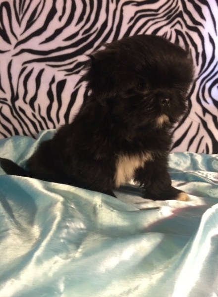 bella – adorable all black shih tzu puppy bella – adorable all black shih tzu puppy