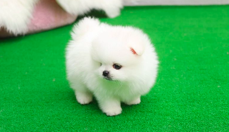 Bella – Adorable Teacup Pomeranian Puppy Bella – Adorable Teacup Pomeranian Puppy