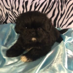 Bella – Adorable All-Black Shih Tzu Puppy