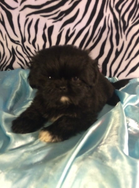 bella – adorable all black shih tzu puppy Bella – Adorable All-Black Shih Tzu Puppy