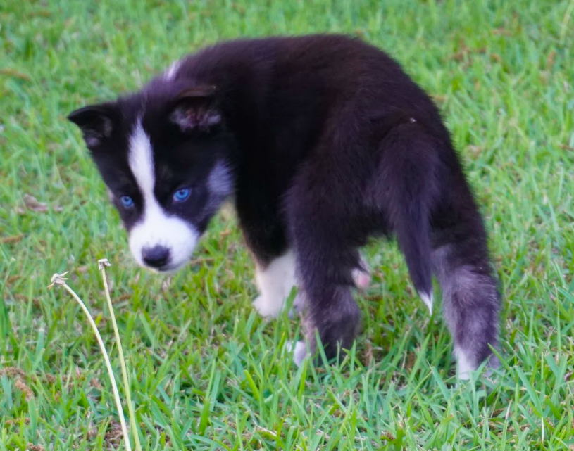 Bella - siberian husky puppy Blue-Eyed Bella - siberian husky puppy Blue-Eyed