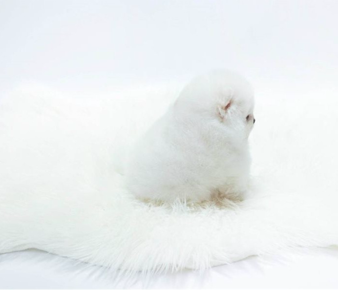 Bella – Adorable Teacup Pomeranian Puppy Bella – Adorable Teacup Pomeranian Puppy