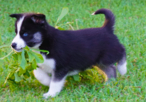 Bella - siberian husky puppy Blue-Eyed Bella - siberian husky puppy Blue-Eyed