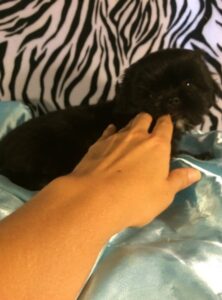 Bella – Adorable All-Black Shih Tzu Puppy bella – adorable all black shih tzu puppy