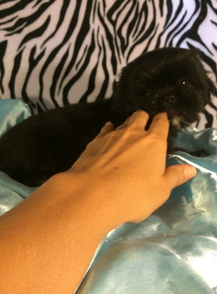 bella – adorable all black shih tzu puppy bella – adorable all black shih tzu puppy