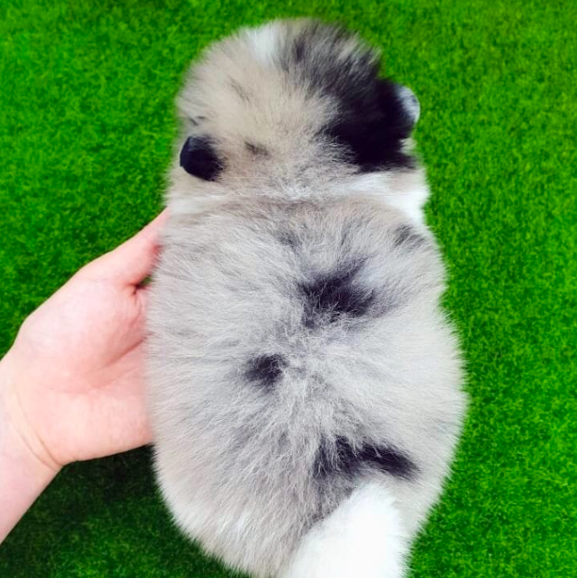 Claire – Sweet All-White Teacup Pomeranian Puppy Claire – Sweet All-White Teacup Pomeranian Puppy