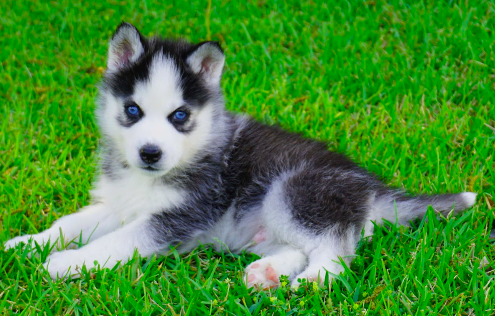 Claire - Siberian Husky puppy – Smart Claire - Siberian Husky puppy – Smart