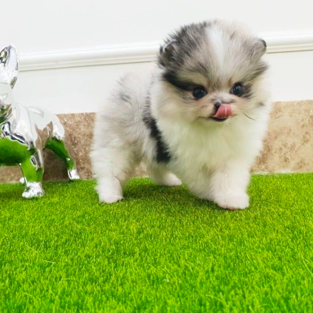 Claire – Sweet All-White Teacup Pomeranian Puppy Claire – Sweet All-White Teacup Pomeranian Puppy