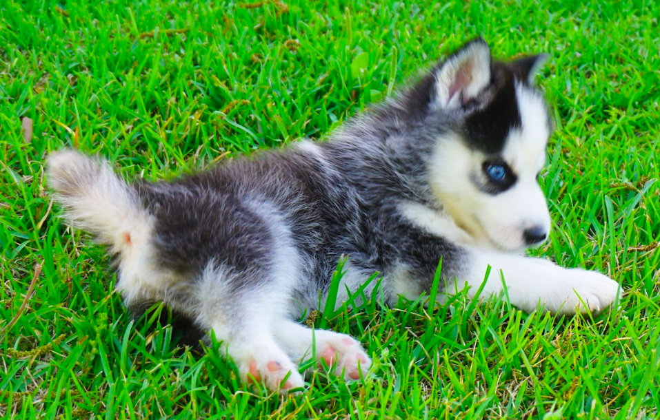 Claire - Siberian Husky puppy – Smart Claire - Siberian Husky puppy – Smart