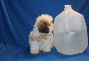 Claire – Beautiful All-White Shih Tzu Puppy