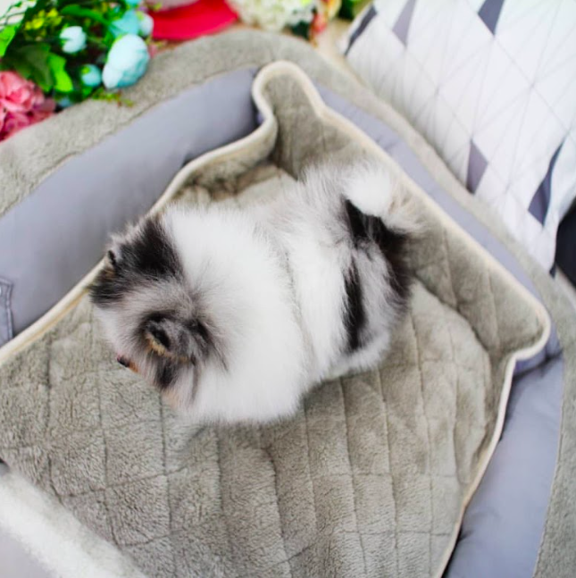 Claire – Sweet All-White Teacup Pomeranian Puppy Claire – Sweet All-White Teacup Pomeranian Puppy