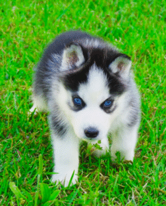 Claire - Siberian Husky puppy – Smart Claire - Siberian Husky puppy – Smart