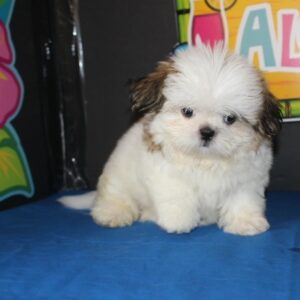 Claire – Beautiful All-White Shih Tzu Puppy