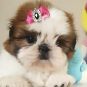 Copper – Lively Dark Brown and White Shih Tzu Puppy